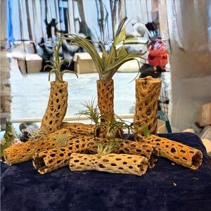 Natural Air Plant Holders-Cholla